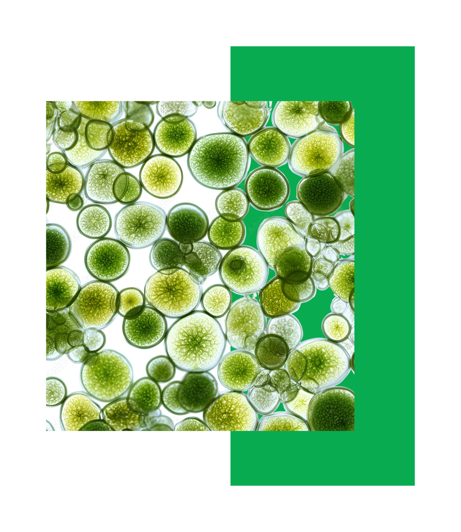 Chlorella microscopy