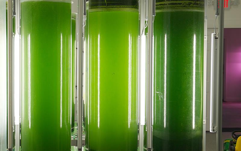 The Science Behind Live Cell Algae