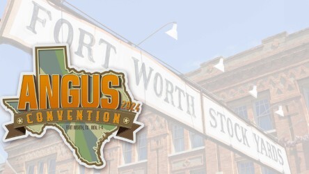 Angus Convention