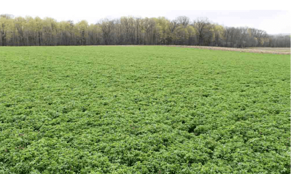 Mid-season Corn split - Russell 