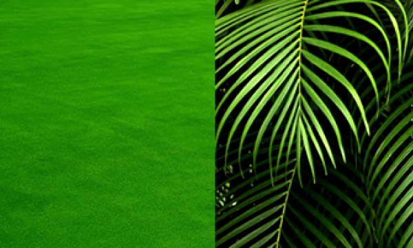 Green turf and palm(