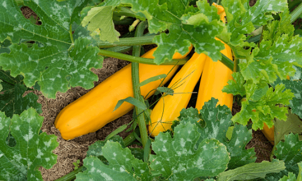 Squash on plant