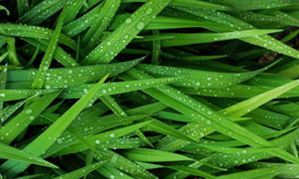 Wet grass blades