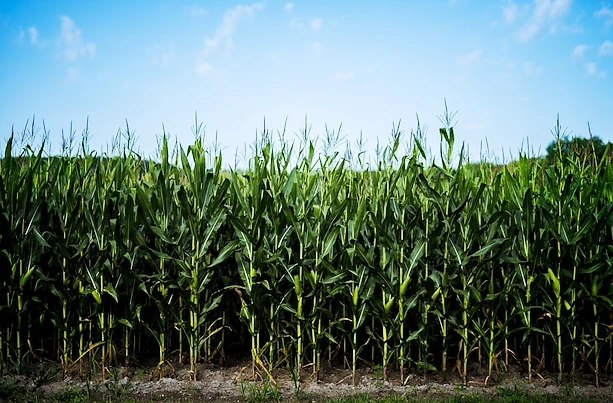 Corn Field - Russell