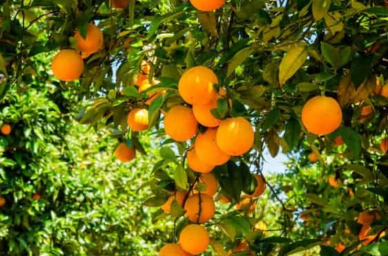 Orange tree