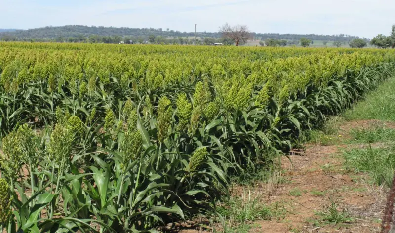 Sorghum Field image -a