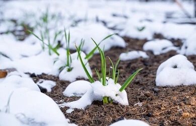 Winter Microbial Activity Matters