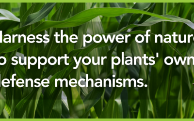 Weathering the Storm: How EnSoil Algae™ Helps Your Crops Stand Strong